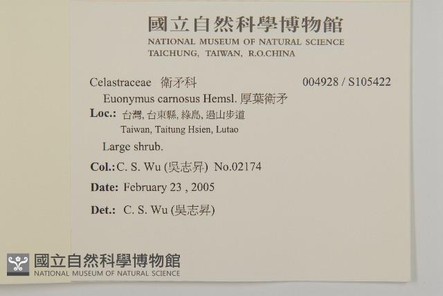 厚葉衛矛, 源一木藏品圖，第2張