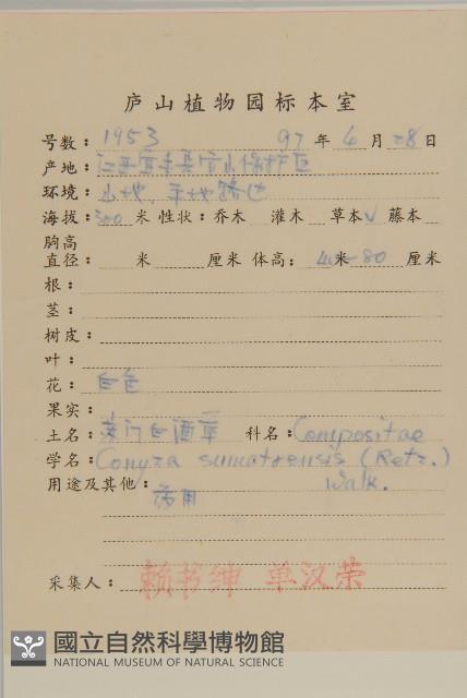 野茼蒿藏品圖，第2張