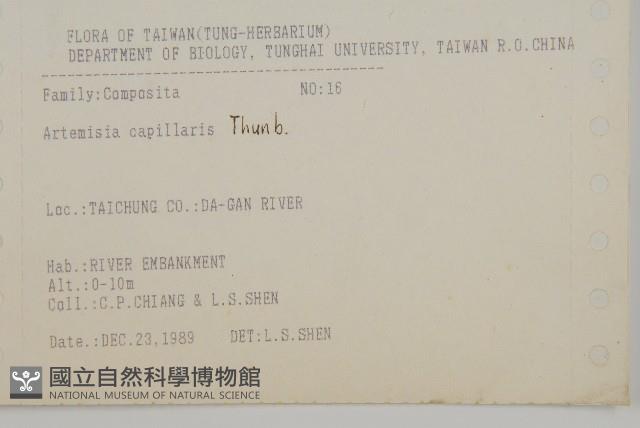 茵蔯蒿藏品圖，第2張