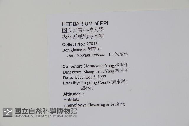 狗尾草藏品圖，第2張