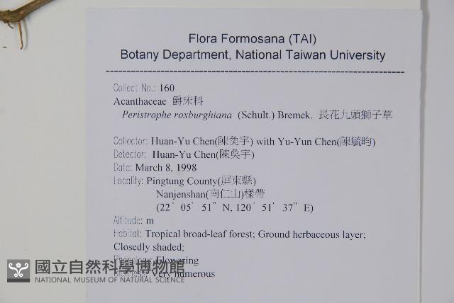 長花九頭獅子草、山藍藏品圖，第2張