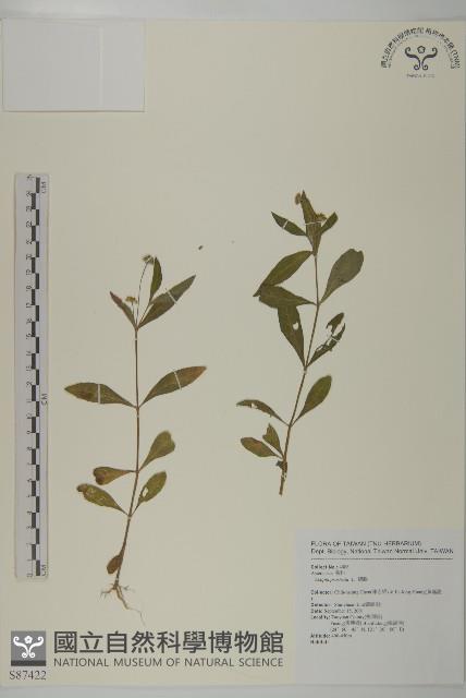 鱧腸藏品圖，第1張