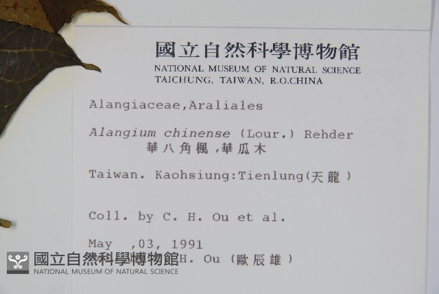 華八角楓藏品圖，第2張