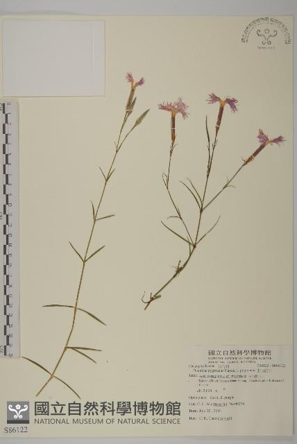 玉山石竹藏品圖，第1張