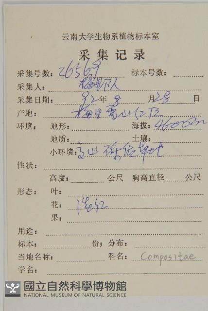 紅頭垂頭菊藏品圖，第2張