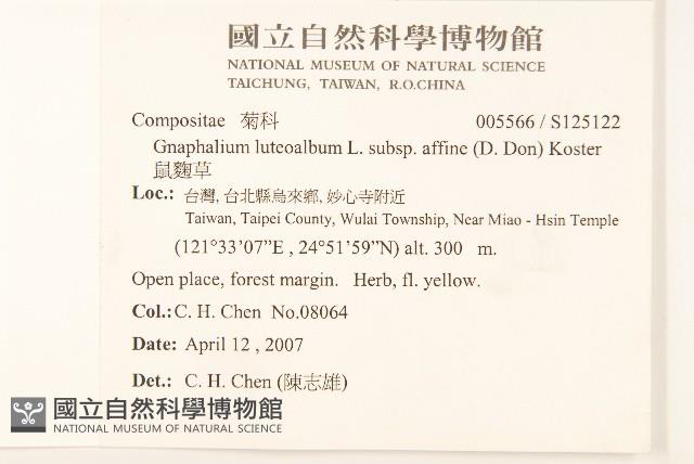 鼠麴草藏品圖，第2張