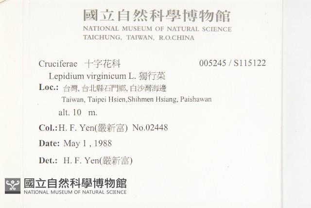 獨行菜藏品圖，第2張