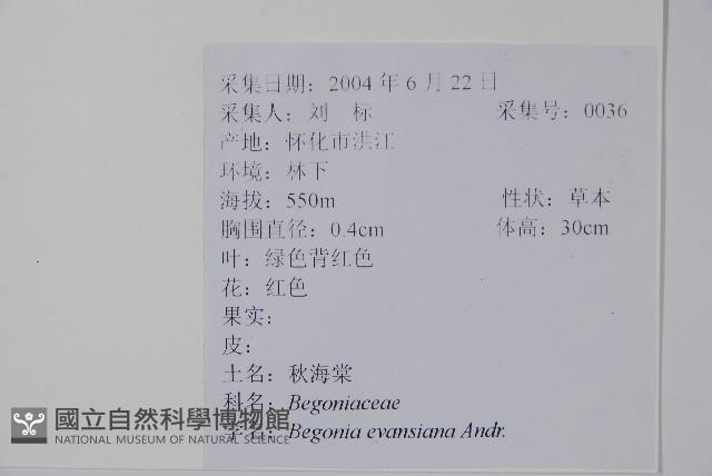 秋海棠藏品圖，第2張