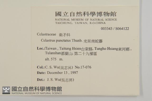 光果南蛇藤藏品圖，第2張