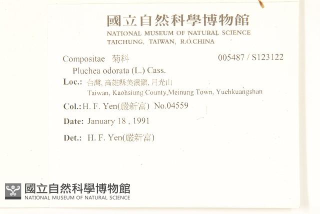 香闊苞菊藏品圖，第2張