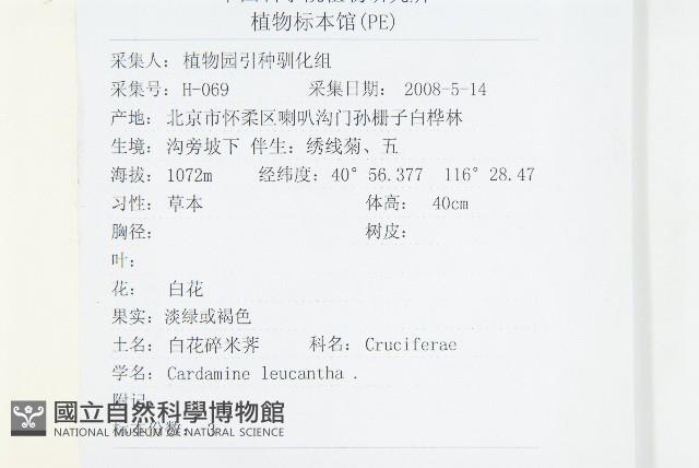 白花碎米薺藏品圖，第2張