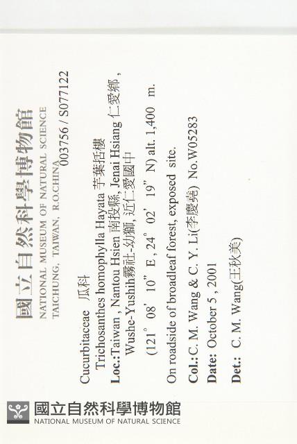 芋葉括樓藏品圖，第2張