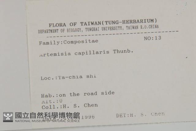 茵蔯蒿藏品圖，第2張