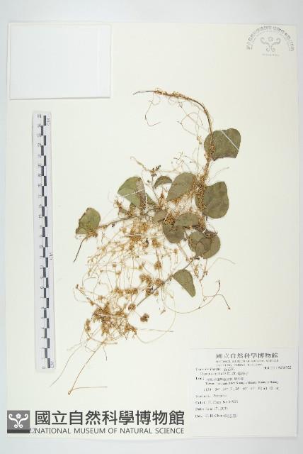 菟絲子藏品圖，第1張