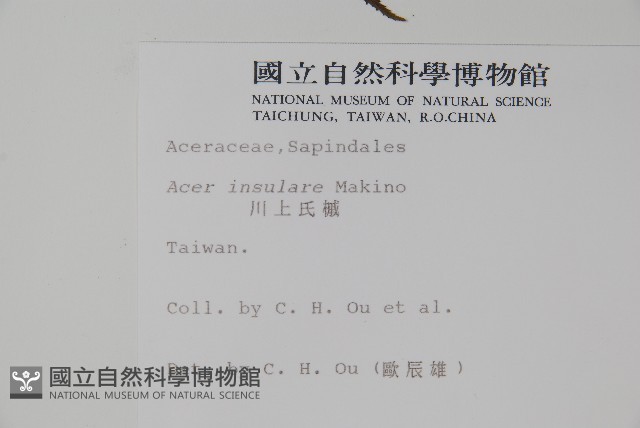 大屯尖葉槭, 川上氏槭藏品圖，第2張