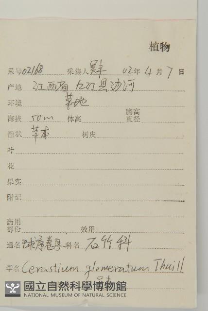 球序卷耳藏品圖，第2張