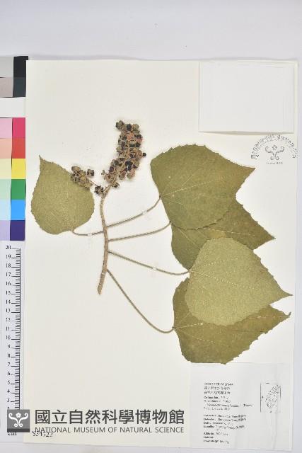 蟲屎藏品圖，第1張