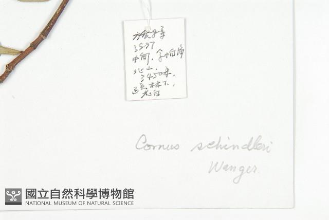 康定棶木藏品圖，第2張