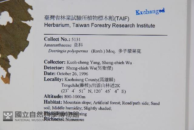 多子漿果莧藏品圖，第2張