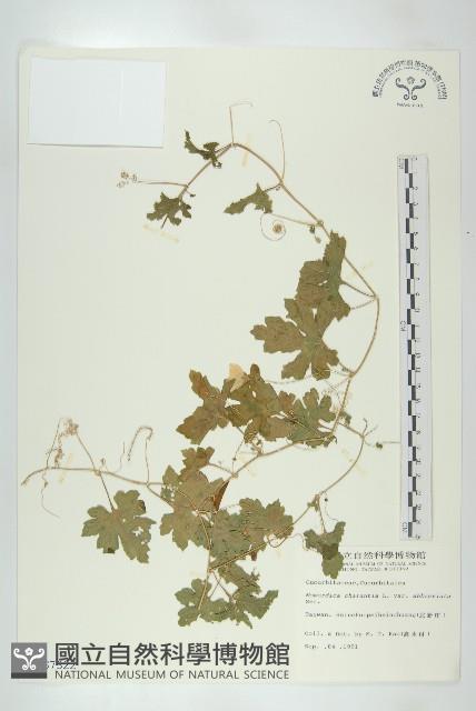 小苦瓜藏品圖，第1張