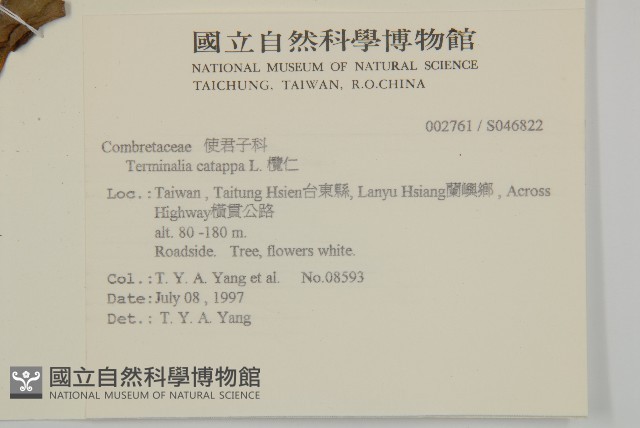 欖仁藏品圖，第2張