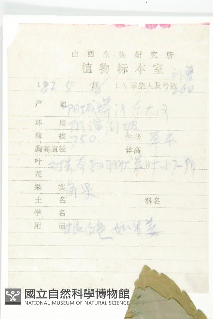 紫花碎米薺藏品圖，第2張