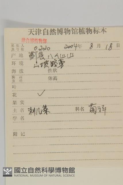 大刺兒菜藏品圖，第2張