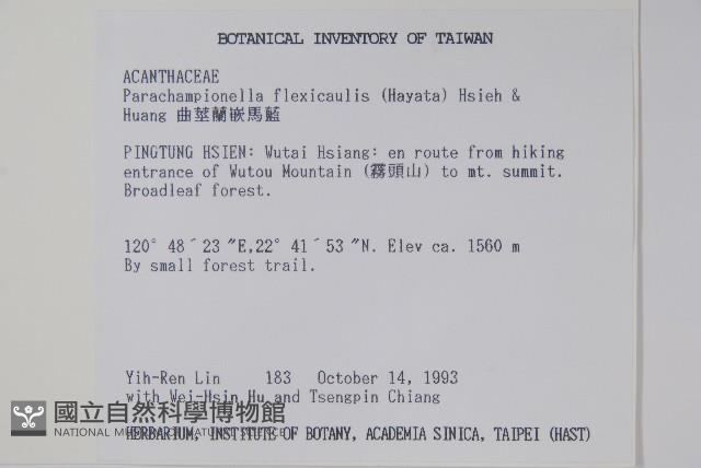 曲莖馬藍藏品圖，第2張