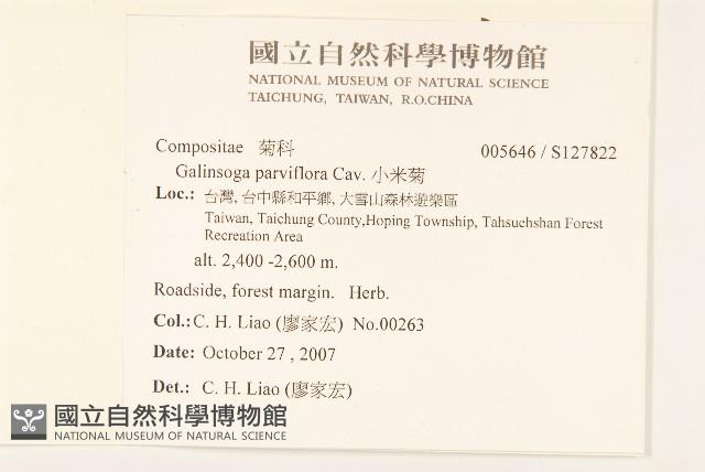 小米菊藏品圖，第2張