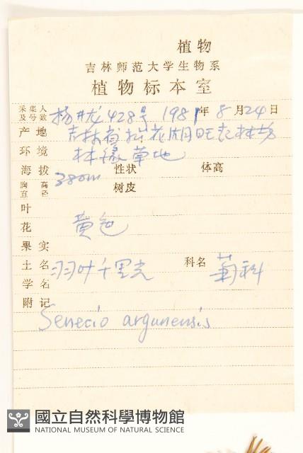 羽葉千里光藏品圖，第2張