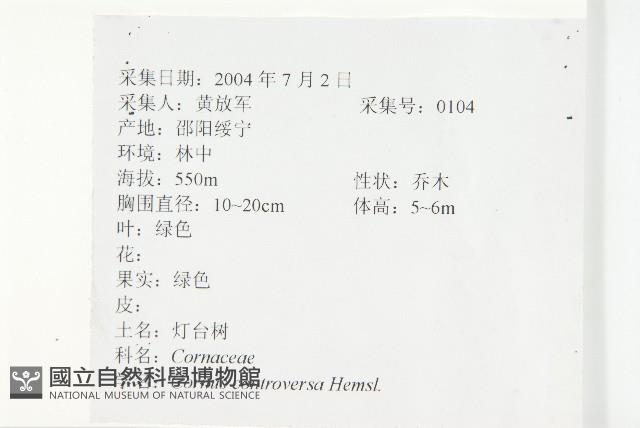 燈臺樹藏品圖，第2張