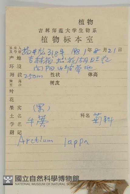 牛蒡藏品圖，第2張