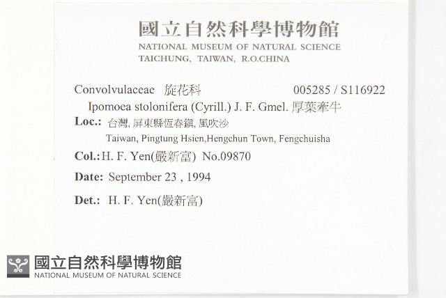 厚葉牽牛藏品圖，第2張