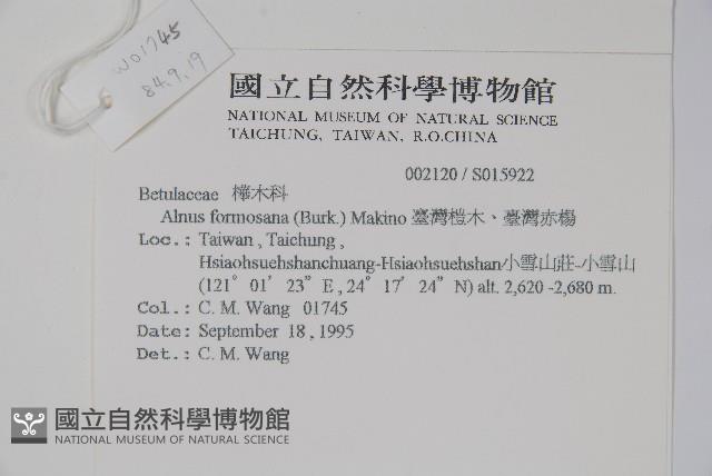 臺灣赤楊、臺灣榿木藏品圖，第2張