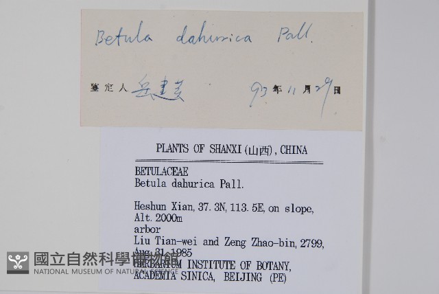 黑樺藏品圖，第2張
