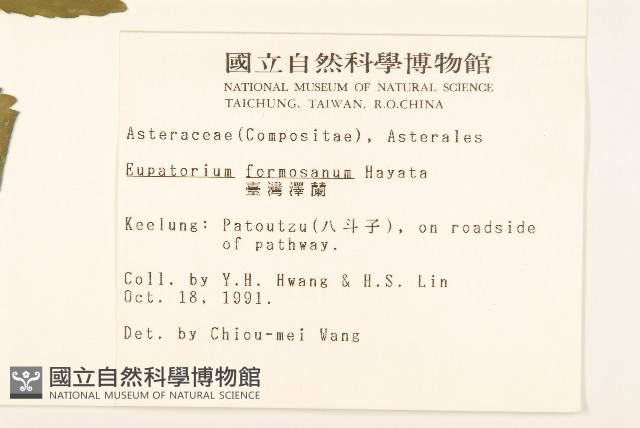 臺灣澤蘭藏品圖，第2張
