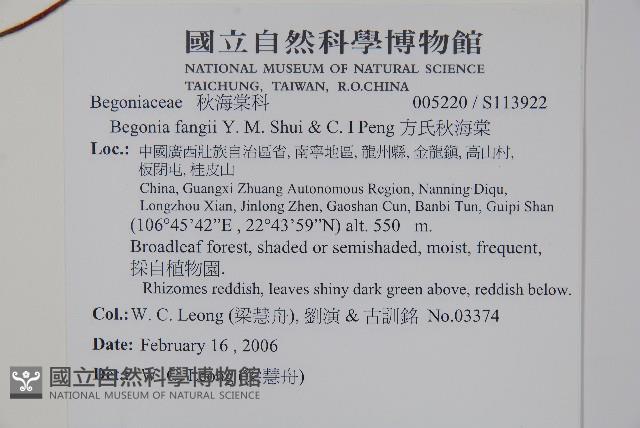 方氏秋海棠藏品圖，第2張