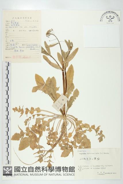 薺藏品圖，第1張