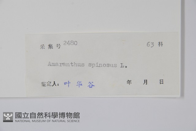 刺莧藏品圖，第2張