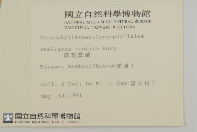 疏花繁縷藏品圖，第2張