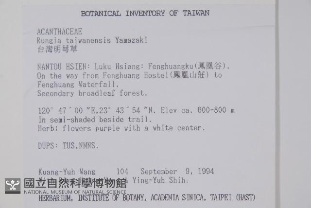 臺灣明萼草藏品圖，第2張