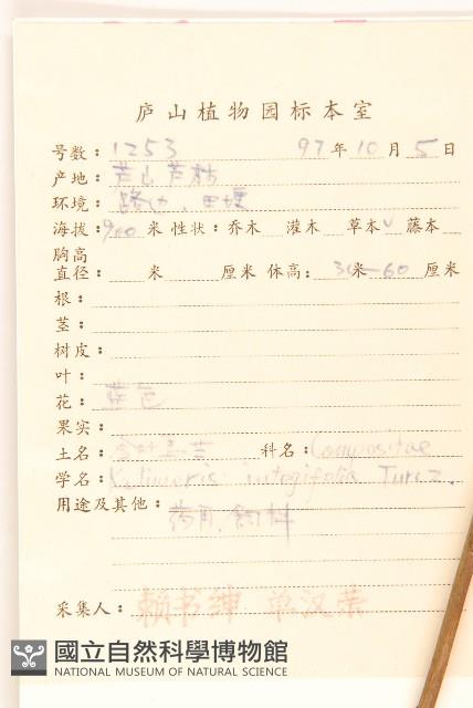 全葉馬蘭藏品圖，第2張