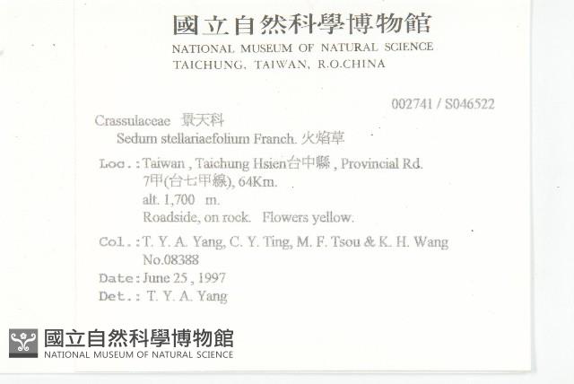 火焰草藏品圖，第2張