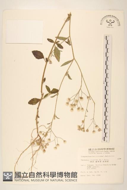 一枝香藏品圖，第1張