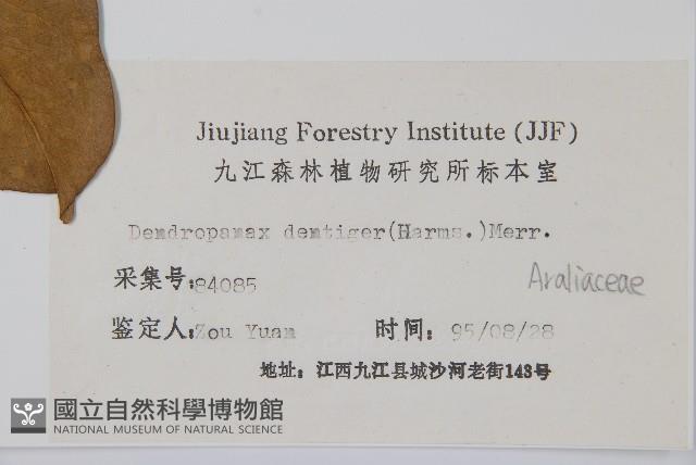 臺灣樹參藏品圖，第2張