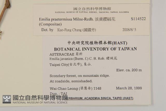 粉黃纓絨花藏品圖，第2張