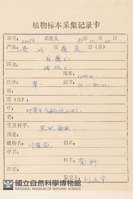 狹苞橐吾藏品圖，第2張