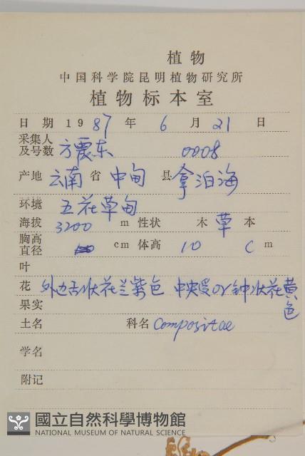 緣毛紫菀藏品圖，第2張