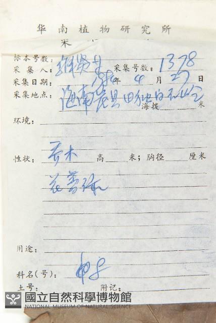 大花五椏果藏品圖，第2張