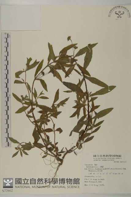 鱧腸藏品圖，第1張